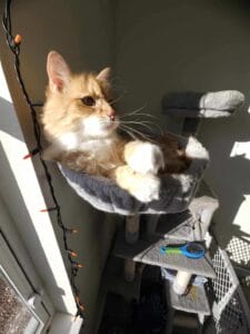 Orange tabby cat on furniture with brush below. Cats can lose hair due to lack of cat stress relief, so try CBD for cats