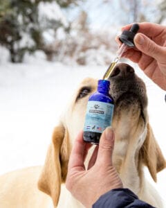Yellow lab taking a dropper of Earth Buddy’s best CBD oil for dogs in a 1000mg size bottle that is Co2 extracted hemp.