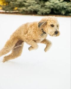 Yellow Labradoodle jumping in snow with good joint mobility. Dog CBD can be one the best joint supplements for dogs.