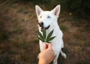 White German Shepherd with hand holding organic hemp leaf. Earth Buddy is one of the first companies with CBD for dogs.