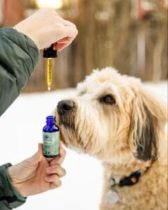Female hand giving a dropper dose of Earth Buddy CBDa for dog joint health & improved mobility to yellow labradoodle.