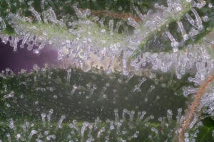 Zoomed in image of cannabis trichomes that Earth Buddy uses by extracting with dry ice and preserving the purest CBD oil