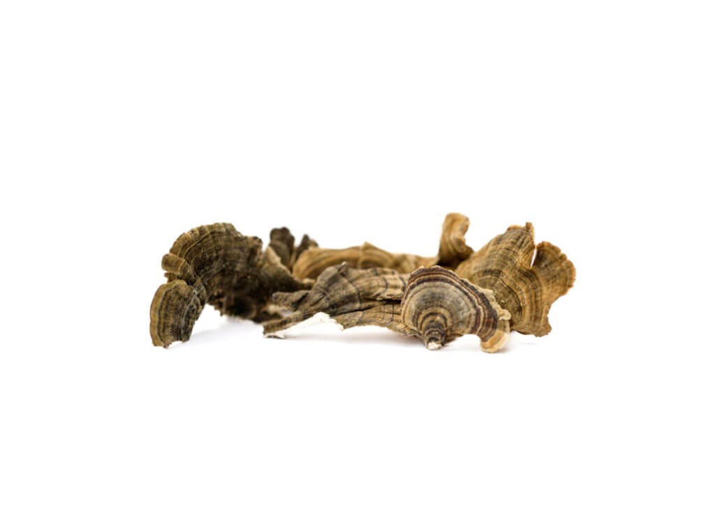 Turkey Tail mushroom for dogs and cats can improve dog & cat digestive system health along with enhanced immune function