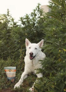 White German Shepherd sitting among organic hemp plants on Earth Buddy’s hemp farm next to pumpkin CBD treats for dogs. 