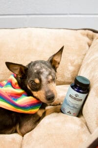 Black & Brown chihuahua with one eye laying on a couch next to Earth Buddy mushrooms for dogs to help anxiety & stress.
