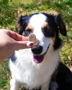 White & black border collie sitting for one of Earth Buddy’s blueberry cbd dog treats for anxiety & stress in a new home