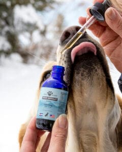 Yellow lab licking a dropper of Earth Buddy full spectrum cbd oil for dogs. Dog CBD can engage CB1 or CB2 receptors.