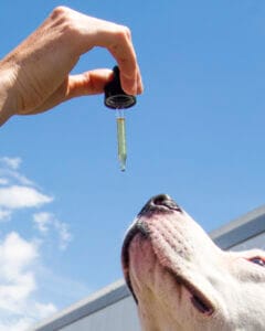 White Pitbull taking a dropper of Earth Buddy’s cbd oil for dogs anxiety. Learn about cannabinoid receptors in pets here