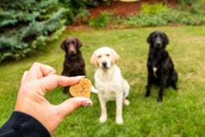 3 labrador retrievers sitting patiently in grass waiting for an Earth Buddy’s best dog calming treats with organic CBD.