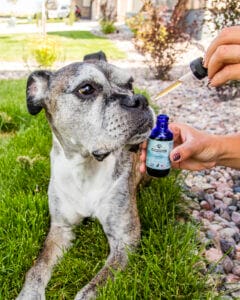 Senior Boxer dog taking a dropper of Earth Buddy’s best cbd oil for dogs to support joint health in dogs with arthritis.