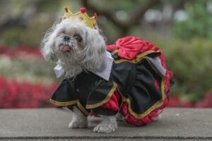Small, white dog in a princess costume posing for a photo shoot. CBD for senior dogs helps with pain & joint stiffness. 