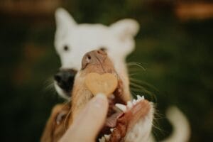 White & brown aussie shepherd biting into an Earth Buddy Hemp Heart with organic cbd for dogs with separation anxiety. 
