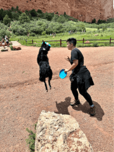 Black border collie jumping with owner to catch a frisbee. Read this blog to learn fun ways to celebrate dog birthdays. 