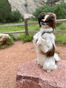 White & brown pomeranian standing on hind legs at Garden of the Gods in Colorado. Learn how to throw a dog birthday here