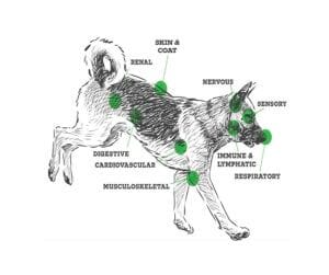 Graphic showing different body systems the endocannabinoid system and cannabis for dogs acts on when using CBD for dogs.