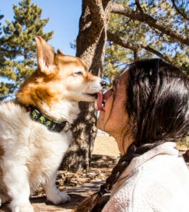 Tan Corgi licking a human's face. Finding the right pet to adopt may require an adoption survey to assess the best dog.