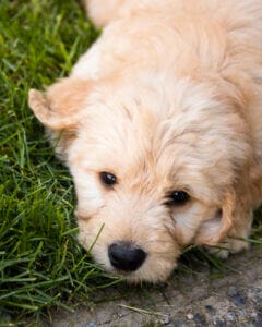 Yellow labradoodle puppy laying in grass. When adopting a puppy, it may be helpful to use calming supplements for dogs.
