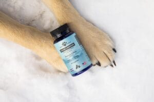 Yellow labrador retriever paws with a jar of Earth Buddy mushroom capsules for dogs to help dog’s itchy skin allergies.