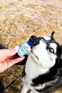 Black & White Siberian Husky sniffing a bottle of Earth Buddy’s Hemp Extract, which is the best CBD oil for dogs stress.