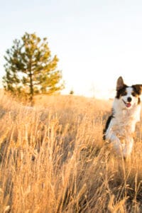 White & black border collie jumping through tall, dry grass field. Feeding your dog a raw diet is optimal for longevity.