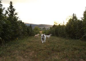 3 jack russells on Earth Buddy’s organic hemp farm. CBD oil for dogs can help fight cancer or symptoms of allergies.