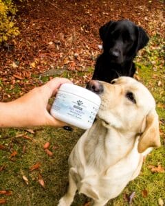 Yellow & black labs sniffing a jar of Earth Buddy Gut Health. A placebo controlled study showed improved stools in dogs.
