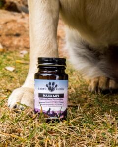 Earth Buddy Maxx Life glutathione supplement in dark bottle in front of dog. Maxx Life is the best dog liver supplement.