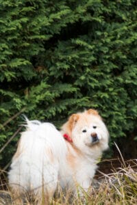 Tan samoyed dog in the woods. Foods rich in glutathione include brussel sprouts and some dogs consumed pomegranate juice