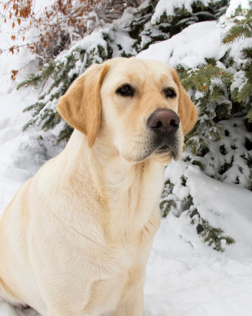 Yellow lab hanging out in the snow. This article discusses the best dog supplements to support immune function in dogs.