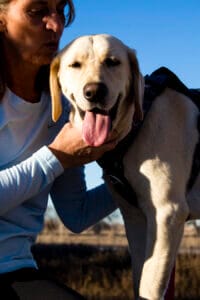Yellow labrador retriever with owner petting him. Standing on legs or heels can show positive approach feelings in dogs.