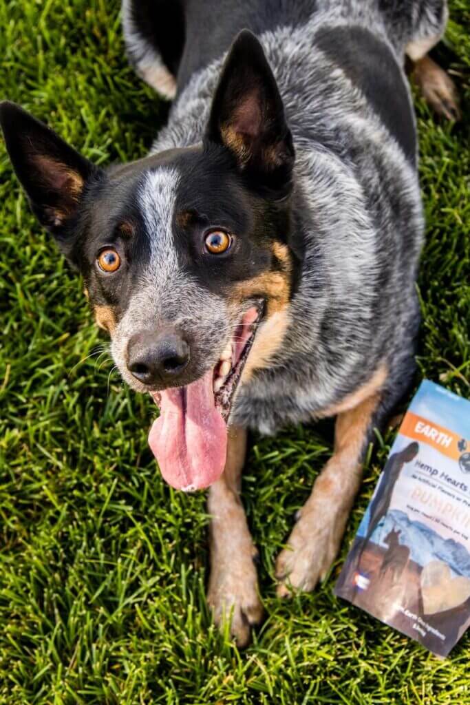 Australian Shepherd laying in grass with a bag of Earth Buddy’s Pumpkin CBD dog treats to support calm dogs & digestion.