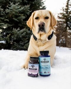 Yellow lab laying in snow behind Earth Buddy functional mushrooms for dogs and Maxx Life glutathione capsules for dogs.