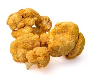 Functional mushrooms for dogs & cats, like Lion’s Mane mushrooms, are high in other antioxidants to support the liver.