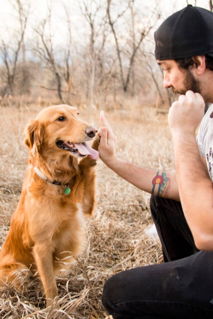 Happy Golden Retriever high-fiving owner in a neutral position. Earth Buddy makes the best CBD for dog anxiety & stress.