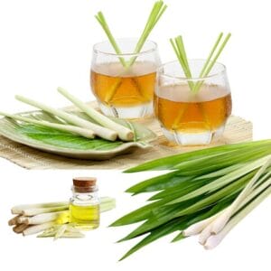 Different forms of lemongrass in the form of lemongrass tea & lemongrass essential oil. Myrcene is found in cannabis too