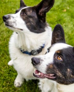 2 black & white corgis sitting down in the grass. To learn more about dogs and mushrooms read this article on adaptogens 