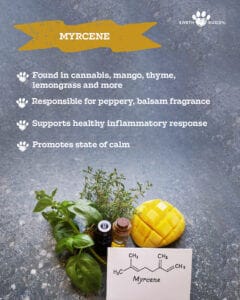 Various medicinal shrubs and plants containing myrcene like lemongrass essential oil and mangos contain hemp terpenes.