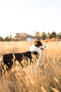 Border Collie stands in a natural position with legs in a field. Try Earth Buddy CBD oil for dogs to improve dog stress.