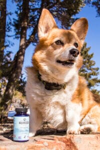 Tan & white corgi sitting next to blue bottle of Earth Buddy functional mushrooms for dogs with CBD for pet allergies.