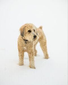 Yellow labradoodle playing in the snow. Quercetin for dogs is a great pet supplement for dogs with weak immune systems.