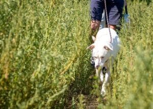 White mixed breed dog walking through a weedy grass field with its owner. Read on to learn how to stop reverse sneezing.