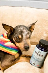 Black & tan chihuahua with one eye next to Earth Buddy functional mushroom capsules with adaptogens & beta glucans.