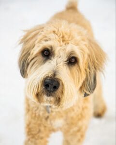 Yellow labradoodle sitting in snow. Read on to learn how using functional mushrooms for dogs stops reverse sneezing.