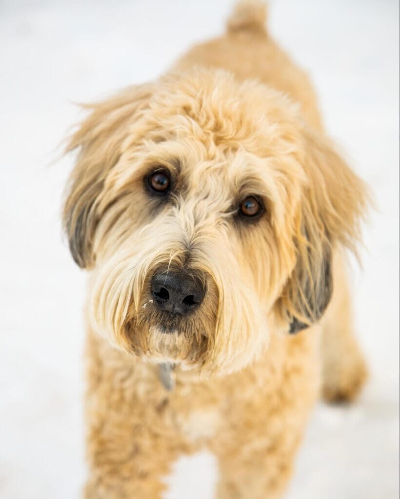 Yellow labradoodle sitting in snow. Read on to learn how using functional mushrooms for dogs stops reverse sneezing.