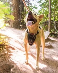 Tan mixed breed dog on a hike in the mountains. Earth Buddy offers the best dog supplements to strengthen immune systems
