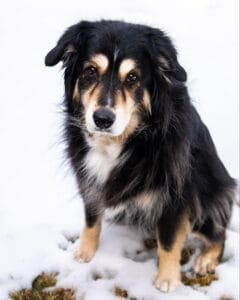 Older border collie mix dog sitting in the snow. Read this blog to learn about supplements for dogs immune system health