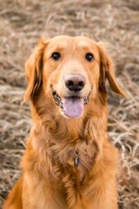 Golden Retriever sitting with a happy facial expression. Best CBD oil for dogs can act on the brain’s left hemisphere.