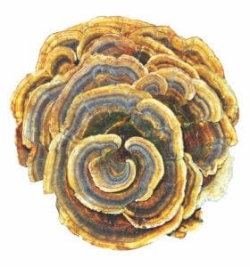Image of brownish, yellow turkey tail mushroom for dogs can help enhance immune function in dogs suffering from cancer.