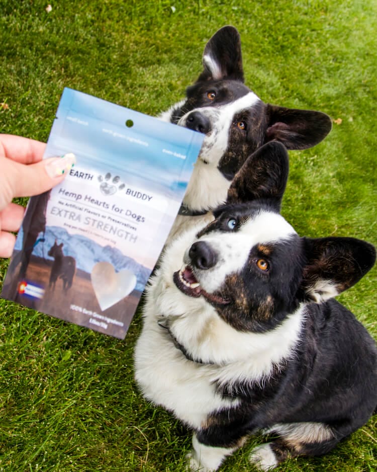 2 black & white corgis sitting for owner holding a blue bag of Earth Buddy CBD treats for dogs with aggressive behavior