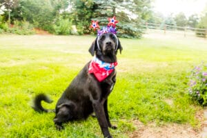 Black lab with 4th of July bandana and wearing fireworks head decorations. CBD infused pet products are great for dogs.